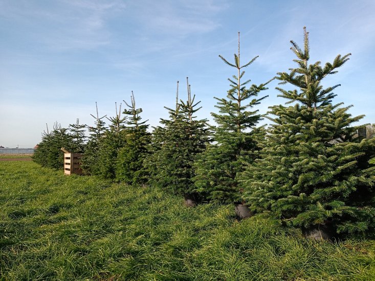 nordmann kerstboom Groot