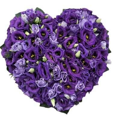 Hart paars 55cm
