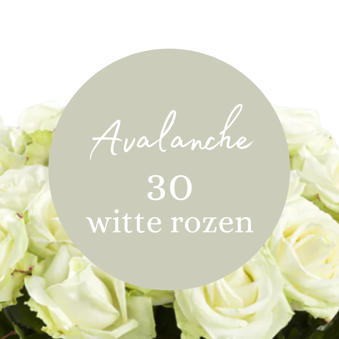Witte rozen - Avalanche  