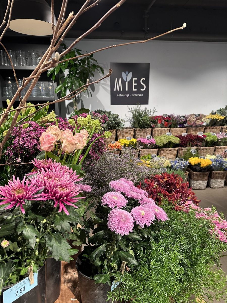 Mies Bloemen Middelburg TREF Centrum
